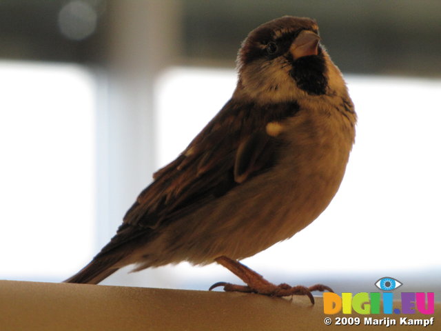 SX02917 Little birdie in Schiphol airport - House Sparrow (Passer Domesticus)